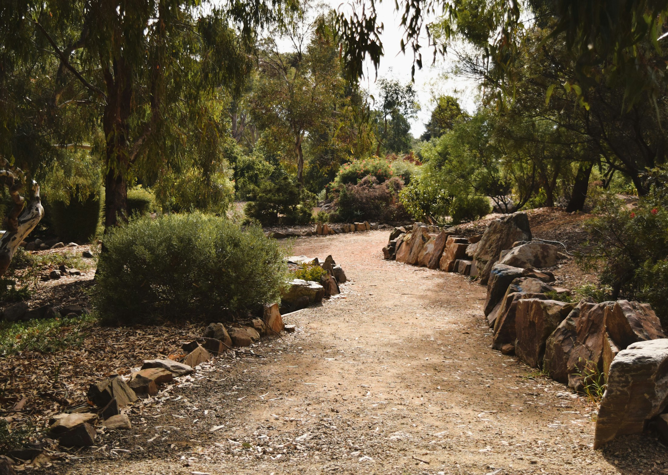 A winding path through an established Australian native garden
